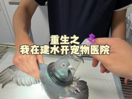 计划生育的一天
好心美女捡到一只鸽子 有脚环 如果主人刷到凭有效证据来认领,伤口已经给它处理好了#宠物医院 #宠物医生 #猫绝育