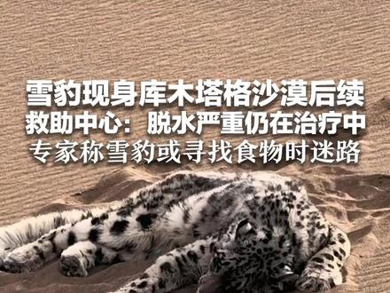 雪豹现身库木塔格沙漠后续 救助中心:脱水严重仍在治疗中 专家称雪豹出现在沙漠 或寻找食物时迷路