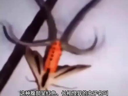 黑条灰灯蛾#科普#涨知识#昆虫