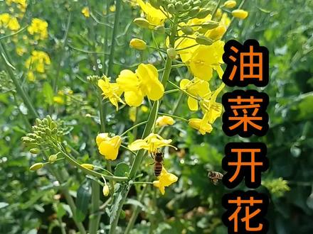 油菜花开花啦,可以不用喂蜜蜂啦☺️#蜜蜂#油菜花 #农村养蜂 #蜜蜂养殖