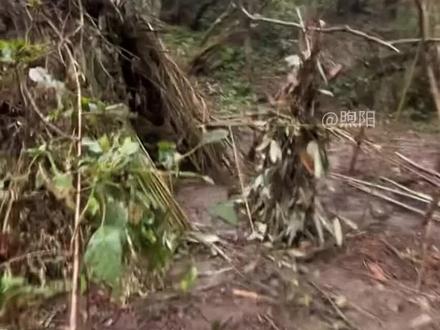 即使退得只剩一个人也不会感到寂寞的刀疤哥#荒野刀疤哥 #荒野求生 #老六荒野 #张家界七星山骆驼杯