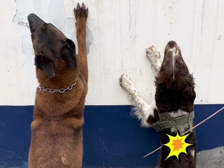 这两天是巴佰“特殊的日子”,只要巴佰一出现,巴万、巴仟就没心思训练了,得好好地惩罚一下……