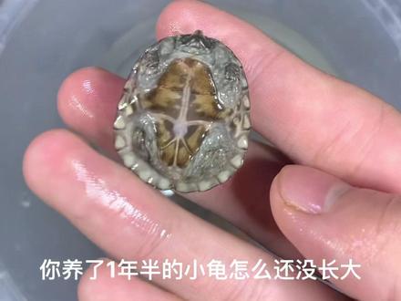 乌龟僵苗肯定就是不涨了