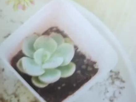 #生活碎片 尼康s9200测机视频#ccd相机 每天分享一下测机视频吧