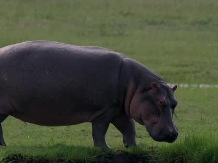 你不知道的河马有趣的冷知识 #动物科普 #野生动物零距离 #动物解说 #涨知识 #奇妙知识在抖音