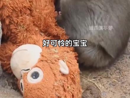 阿贝贝是它的全部了 #猴子 #动物 #神奇动物 #情感 #可爱