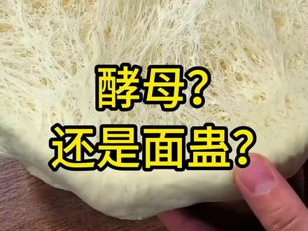 酵母还能当宠物来养吗? #酵母粉 #发面 #解压 #科普一下