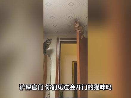 这两只猫咪简直是“开门小能手”!🐱 你见过会自己开门的猫咪吗?聪明得让人惊讶! #上热门🔥上热门