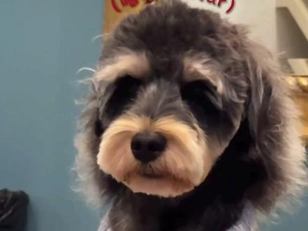 原来狗和人一样,剪完发就后悔!#郝熠然