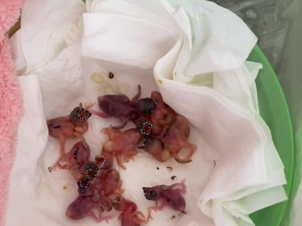 0天手养七彩文鸟第三天#手养文鸟 #手养七彩文鸟 #手养鸟 换了喂食器喂小七彩