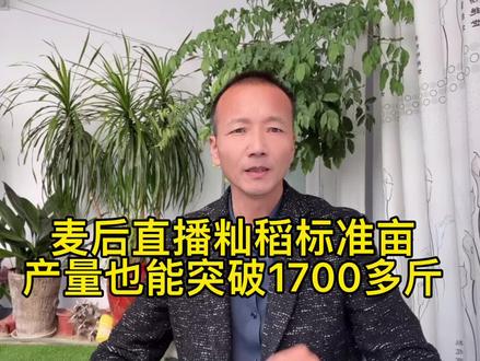 麦后直播籼稻,每亩也能超过一千七百斤