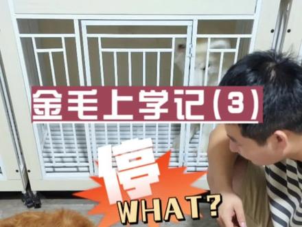 今天讲一下如何有效缓解狗狗吃饭过快#西安训犬学校 #金毛 #西安训犬师