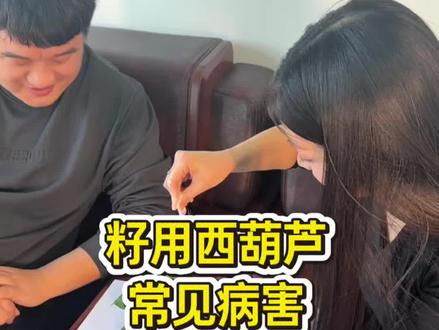 #籽用西葫芦 白粉病,是葫芦最高发,也最好认的,生理性的白斑别把它当成白粉病了。#农业科普#白粉病的防治