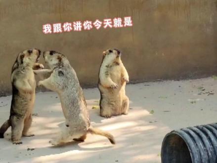 四川劝架鼠!不要亲了~#配音 #四川话