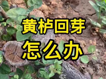 黄栌回芽后灌根甲霜恶霉灵看一下效果如何#花卉绿植 #盆栽绿植 #自家种植 #生命的力量 #盆景 #黄栌