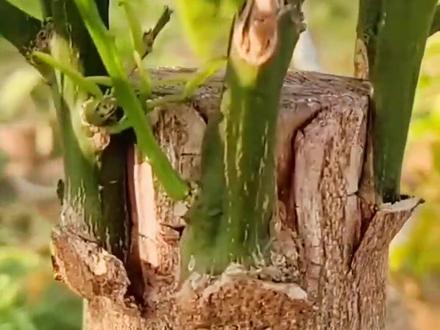 橘树嫁接技术分享#嫁接技术