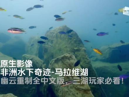 喜欢马拉维慈鲷的有时间闲着可以看看,感谢关注了。
#三湖慈鲷 #马拉维 #原生鱼