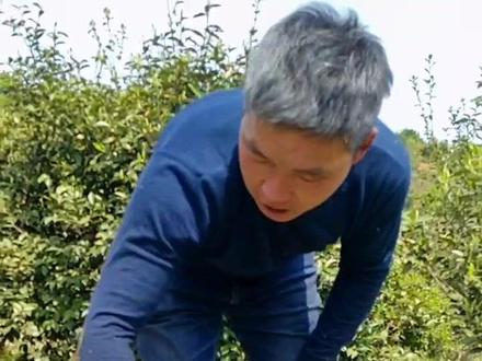 除野竹子,方法:一瓶250毫升草甘膦铵盐(有效成分含量百分之三十)总十斤水,加增强吸收的助剂最好#野竹子