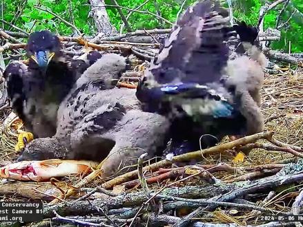 吃了几天的饱饭,三毛膨胀了,竟敢主动攻击大毛,二毛惊呆了 #鸟类 #白头海雕育雏 #动物情感视频 #动物鸟世界
