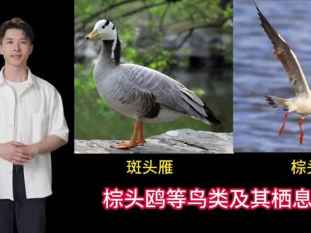 我国的动物资源及保护#自学视频#2026版北师大版生物学#八年级下册生物学自学课件 #自学秘籍#我国的动物资源及保护