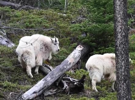 钓鱼岛山羊泛滥 都是日本人当年惹的祸 #中国钓鱼岛