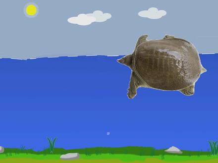 春季最简单钓甲鱼的方法,轻松找甲鱼和配饵料,2分钟就能学会 #dou是钓鱼人 #猪肝钓甲鱼的方法 #甲鱼