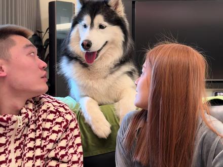 各自有各自爱的人#哈士奇 #同时转头看小狗看谁 #重组家庭