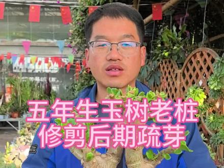 五年生的玉树老桩修剪后期及时疏芽,高效分配营养!#玉树#花卉绿植#园艺#养花#植物