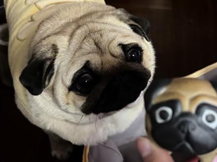 只有冤枉你的人才知道你有多冤 豆包坏!小狗好!#萌宠 #巴哥 #狗狗的心思都写在脸上了 #不养狗不知道养狗的乐趣 #萌宠出道计划