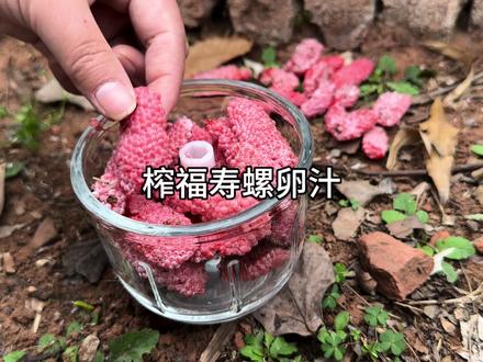 #福寿螺卵 福寿螺卵榨汁,浅尝一下?