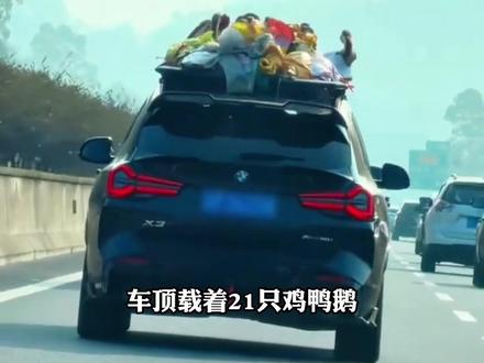 宝马车顶载21只鸡鸭鹅,开800公里返程,一路被网友拍下视频,当事人:鸡鸭鹅是爷爷奶奶特意准备的,一路上家禽叫声不断,特别 “提神”,“大家羡慕的不是车和鹅,是被长辈疼爱的幸福”。