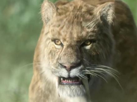 探秘剑齿虎:地球最大型猫科动物的兴衰传奇到最后的落寞#剑齿虎 #科普 #远古生物 #知识前沿派对 #涨知识