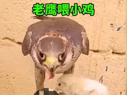 小鸡:看来只能将错就错了