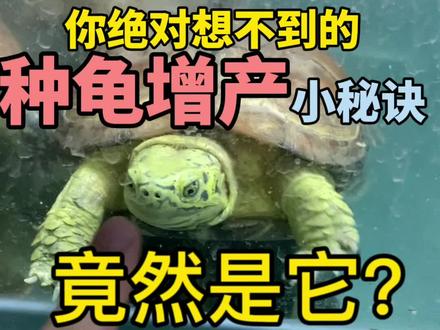种龟如何增产?
#乌龟 #龟龟🐢 #养龟日常 #龟 #龟宠