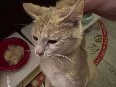 如何纠正小猫咬手 #真实生活分享计划 其实很简单 但是需要有耐心#猫咪有什么坏心眼 #养猫经验分享 #养猫人