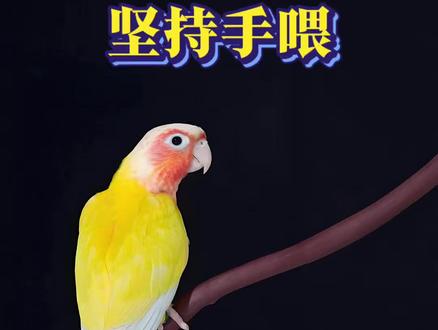 鹦鹉坚持手喂 就会和人越来越亲,坚持手喂鹦鹉亲人第一步!#鹦鹉 #鹦鹉小白 #手养鹦鹉 #训鸟高手 #小太阳鹦鹉