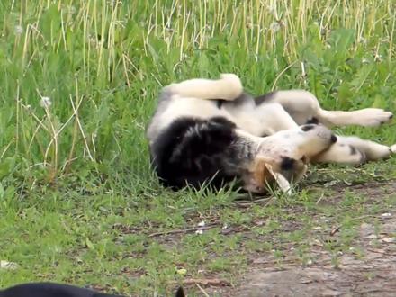 狗狗奇怪行为解读 #萌宠 #宠物 #狗狗 #家有萌宠 #狗狗迷惑行为 #萌宠百科 #宠物知识 #科学养宠