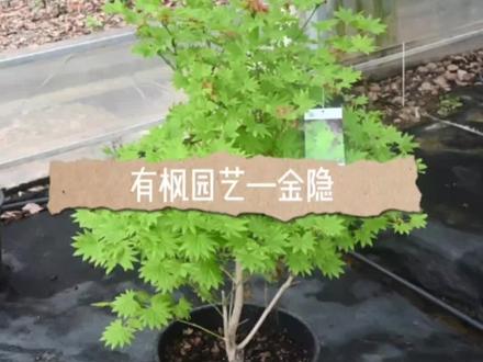今日份——金隐#别墅庭院植物 #金隐 #枫树 #爱生活爱养花 #植物科普