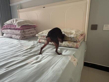 #小鹿犬钻被窝
一秒都不用剪