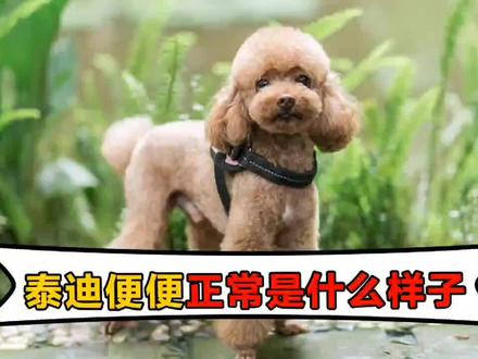 泰迪便便正常是什么样子#狗狗 #宠物 #狗狗的日常 #萌宠