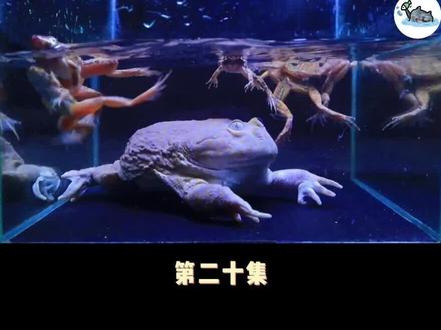大蛙吃小蛙 真是笨啊#奇妙的动物 #全程高能 #爬宠日常 #丑蛙