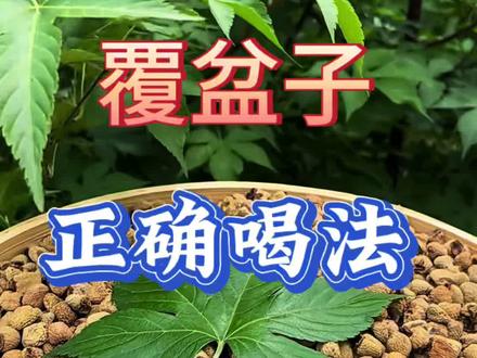 覆盆子的正确喝法,覆盆子泡水喝#覆盆子到底是什么 #覆盆子#覆盆子泡水喝的正确方法 #覆盆子沙苑子山茱萸桑葚茶 #覆盘子