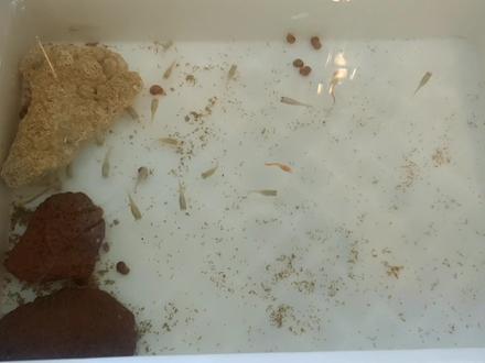 治疗篇,详细教程治疗缩鳍缩尾,确定治愈率能达90%吗?