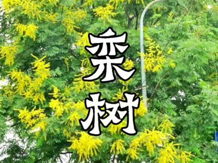 栾树,上学的时候误传,栾树开花闻一下会脑残,因此它一直有另外一个名字。脑残树。
栾树无毒,真的以为这种常见的树有毒,那一定是中毒了吧#景观设计 #园林绿化