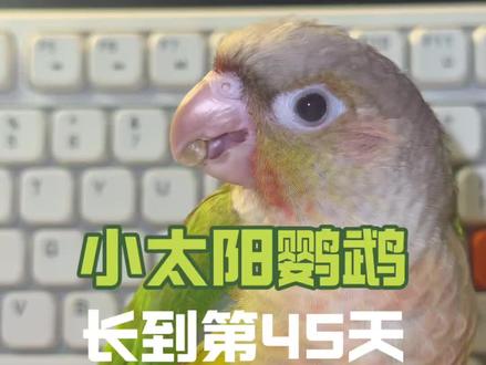 #养鸟经验分享 很多新手鸟友在自己的#小太阳鹦鹉 养到第45天左右时,发现自家鸟宝开始出现不爱喝奶,吐奶,食量变小,体重变轻的情况,随之便开始焦虑,以为自己的鸟宝生病了,其实这时是鸟宝已经进入下一个成长阶段,要开始自主学吃了,那么这个时期,我们需要注意什么呢?一起来交流了解一下吧!