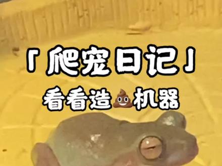 #姥爷树蛙 #神奇动物 #潘大庆的爬宠日记 俺家这个太能拉,吃得多拉的也多,养爬宠的路上与屎同行哈哈