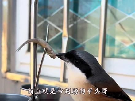 鸟界四大邪修,每一只都好像有个大病! #鸟 #走鹃 #邪修 #鸽子 #伯劳鸟