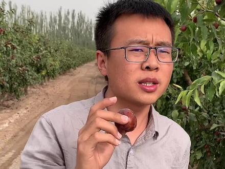 骏枣的鲜枣,果肉瓷实,清脆甘甜。#优质农产品 #家乡特产代言人 #新疆骏枣 #西域美农dc仓