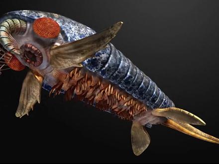 一代海皇奇虾最后的孑遗——申德汉斯虾 #古生物 #远古生物 #生命科学 #科普一下 #史前巨兽 #寒武纪 #奇虾