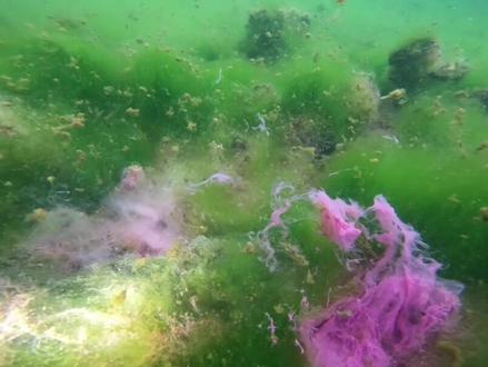 潜水探险者镜泊湖底探秘,神奇水下世界吸引更多关注 #旅游 #牡丹江 #镜泊湖